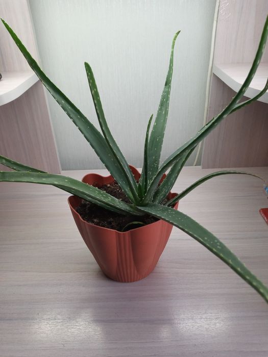 Продам комнатные цветы. Алоэ.