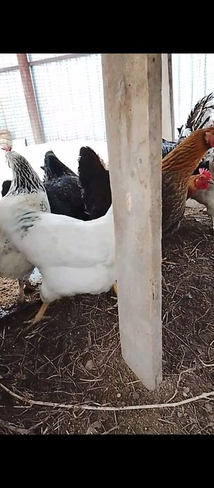 Продам куры домашние