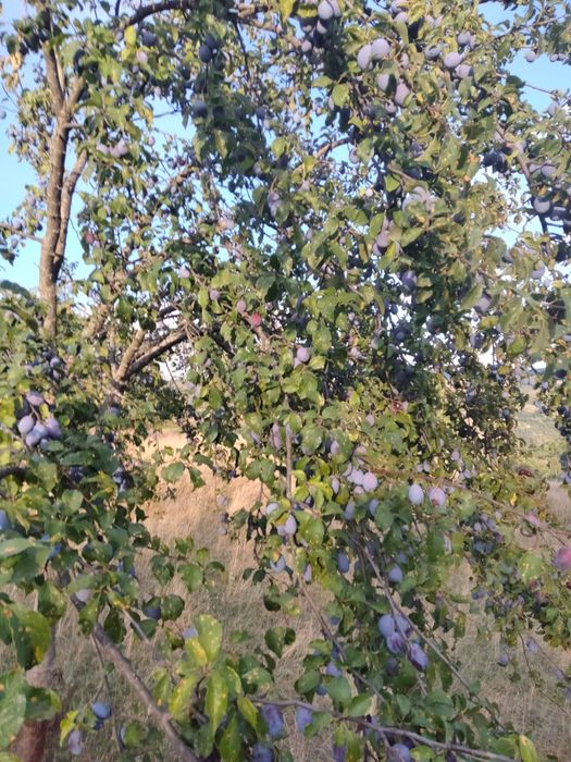 Vand prune.