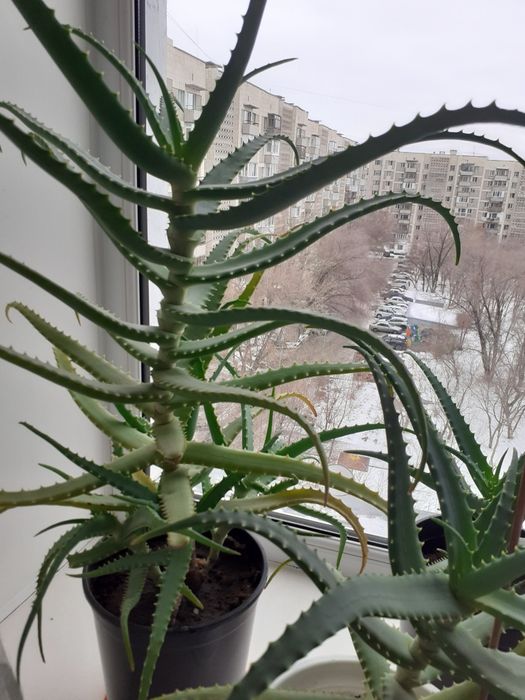 Алоэ  лечебный.,на Юго-Востоке