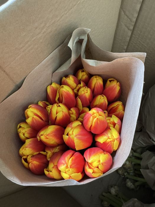 Тюльпаны 380тг от 100шт