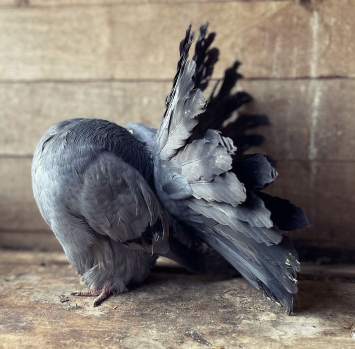 Porumbei voltati linia noua