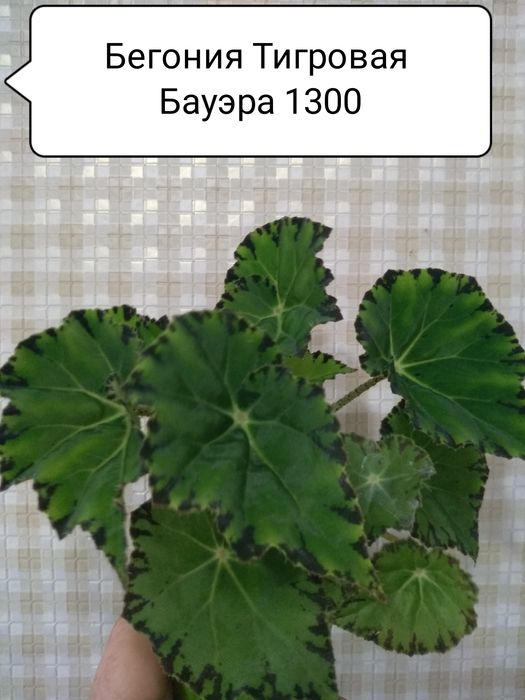 Продам Комнатные цветы