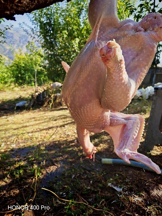 Б 6 куркалар СОТИЛАДИ