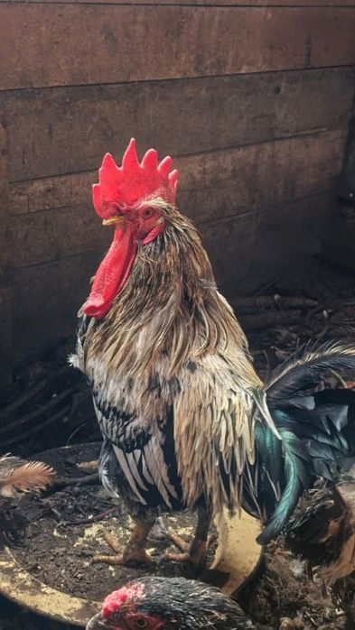 Продам петухов в количестве 2 штук