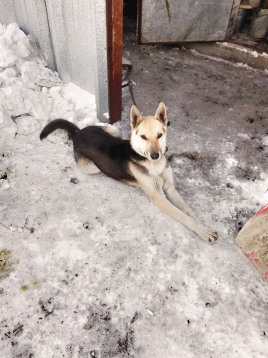 Восточно европейская овчарка кабель