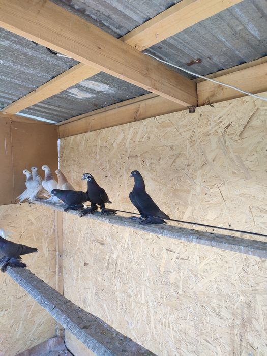 Жуки на продажу голуби