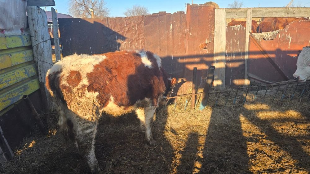 Откорм баспақтар 4 бас бука