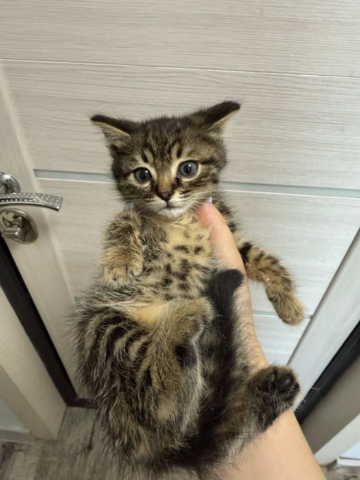 Отдадим котенка в хоршие руки