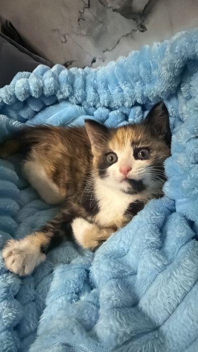 отдам даром кошку