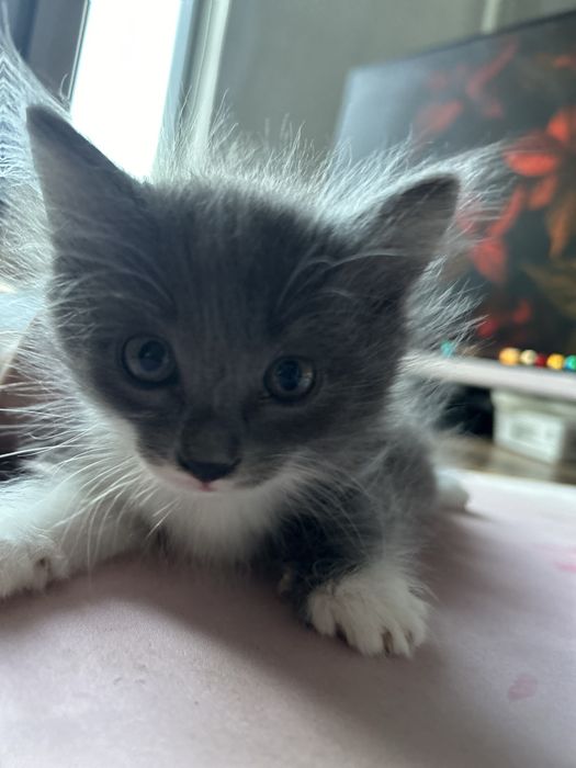 Котятки ищут маму или папу