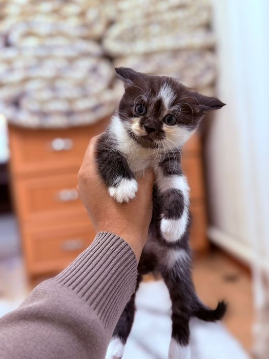 Чистокровные британцы