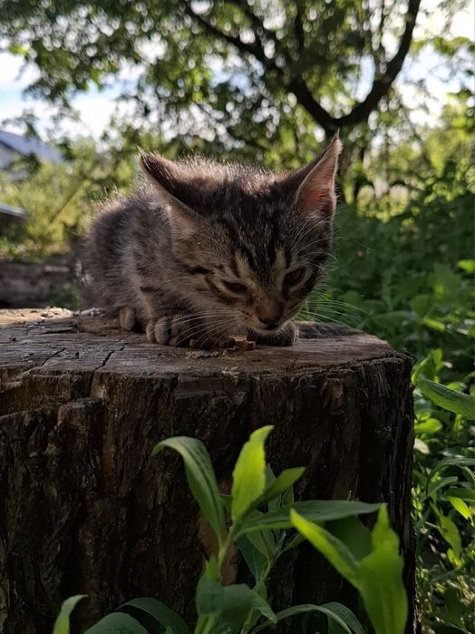Puiuți de pisica