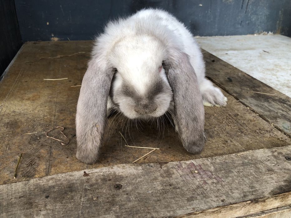 Berrbec German Masculi