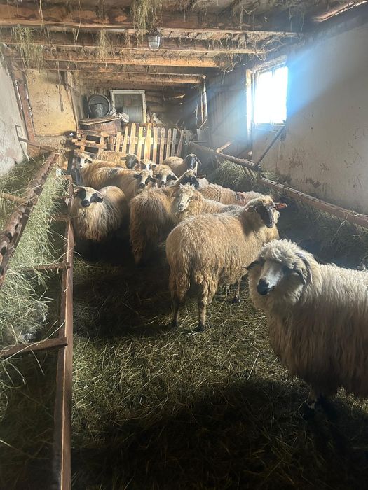 Vând oi gestante/negestante