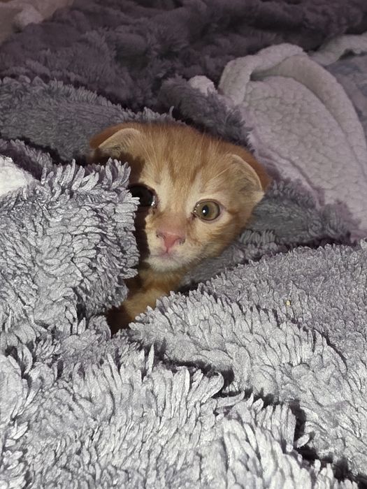 Продам 2х месячного котенка
