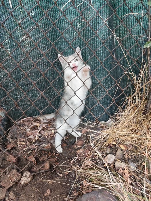 Подарява се котенце