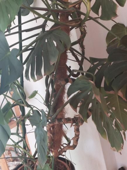 Monstera deliciosa matură – 2 metri înălțime