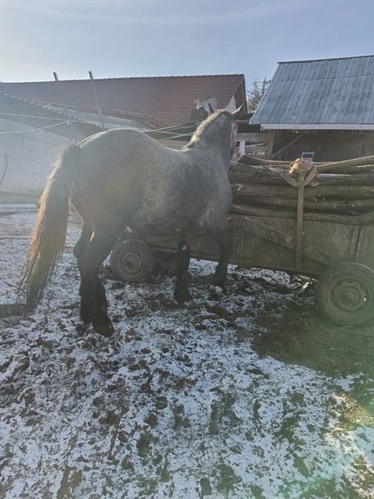 Mânzat de rasa mantata