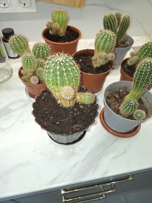 Кактусы разных размеров  много