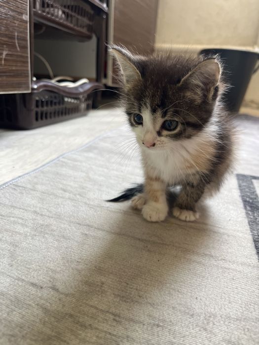 Отдам котят в добрые руки