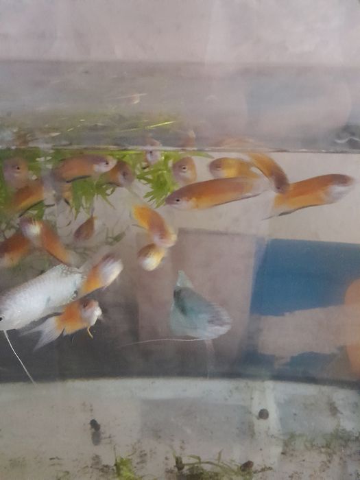 Рыбки гурами и макропоты