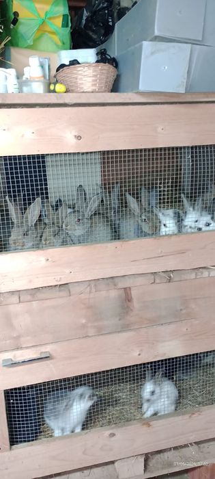 Vand pui de iepurasi