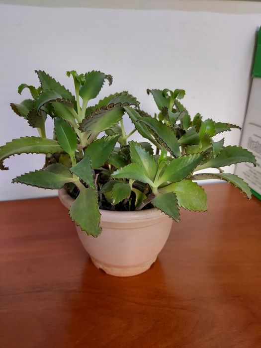 Цветы каланхое лечебный