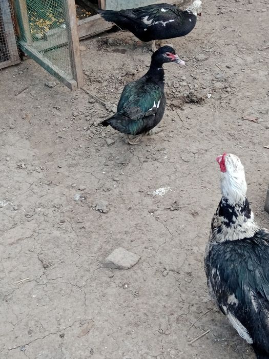 Продам индоуток самец и самки