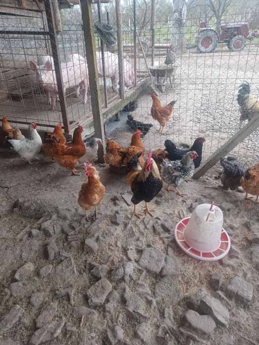 Vand pui de gaina de casa rasa mixta de 10 zile