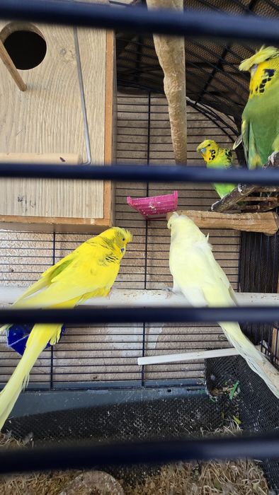 Peruș hogoromo japonez femela, moțată