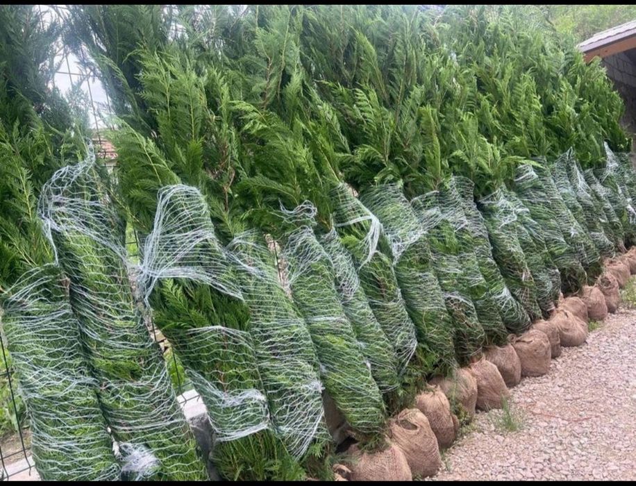 Cupressus leylandii 2.5m - 3m gard viu, calitate premium, super preț!