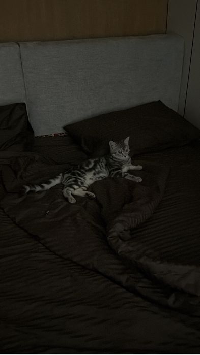 Продам бенгальского кота