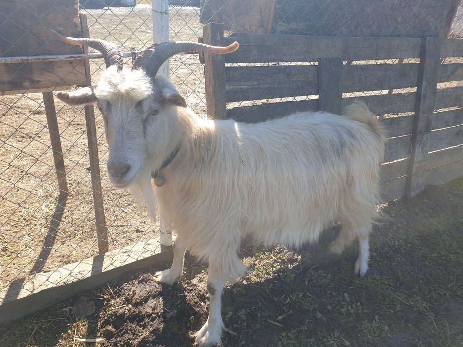 Capră Alba sanel