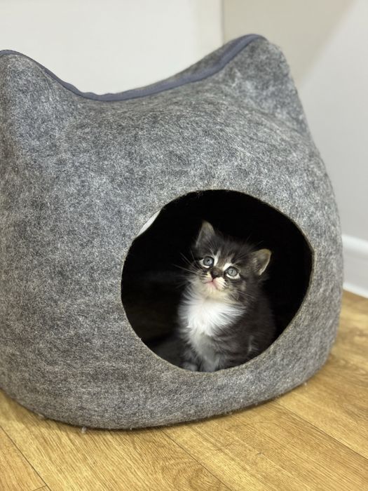 Маленькое пушистое чудо ищет самую любящую семью