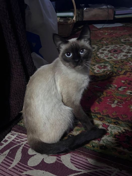 Отдаю бесплатно кошечку