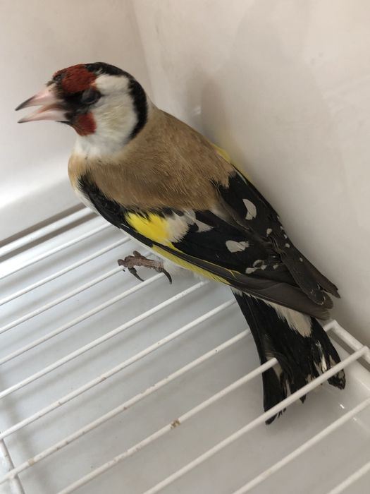 Щегол зимник черноголовый самец