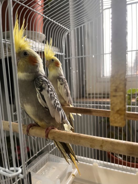 Pereche nimfe tinere + cușcă și mâncare incluse