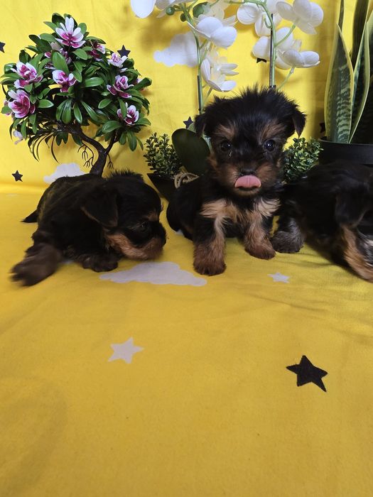 Мини йоркширски териер