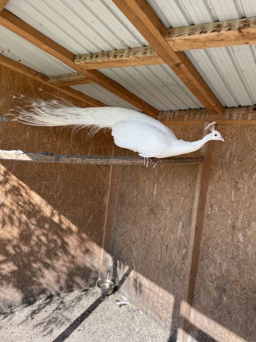 prereche de păuni albi