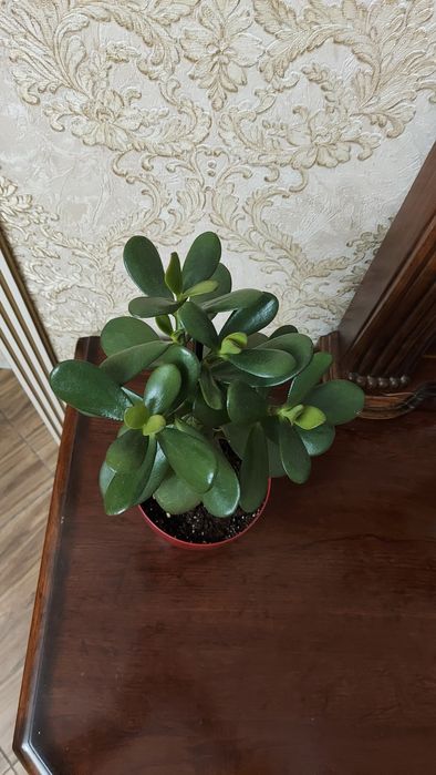 КРАССУЛА (денежное дерево). Продаю