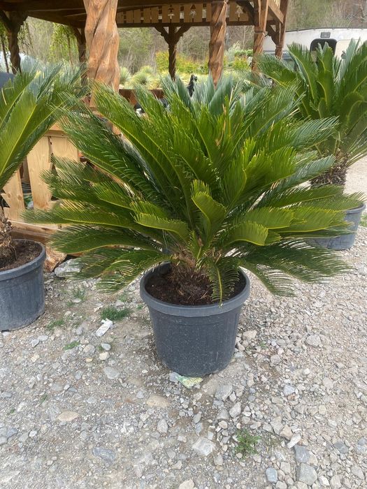 Palmieri , Maslini Plante exotice rezistente la frig
