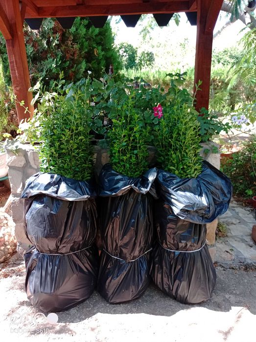 Легуструм  на гол корен -вечнозелен готов за жив  плет!070-1,10см