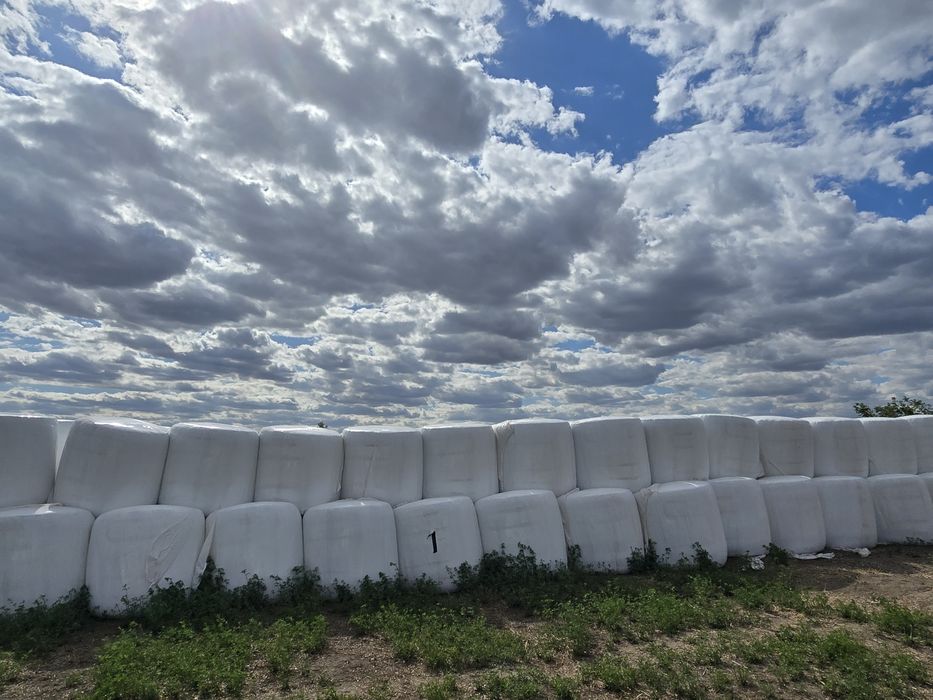 Baloti de porumb infoliati