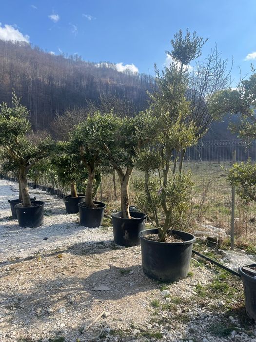 Plante ornamentale tuia leylandii smarald mesteacan