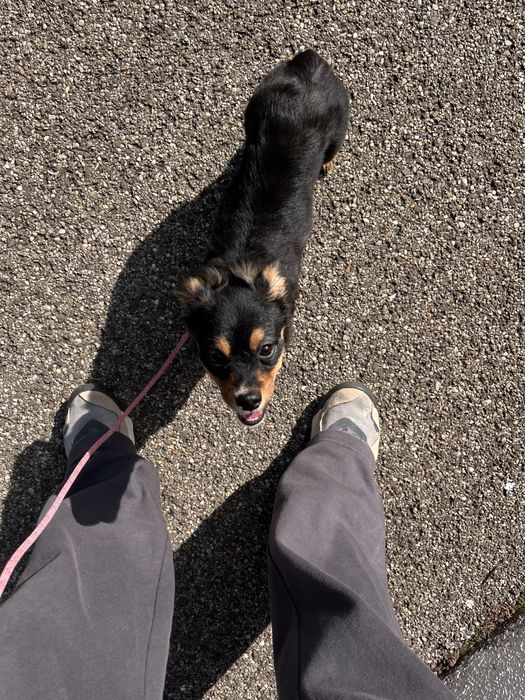 Adoptie pui caine metis 6 luni