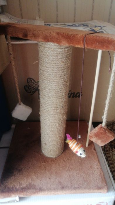 Кошка Британская короткошерстая