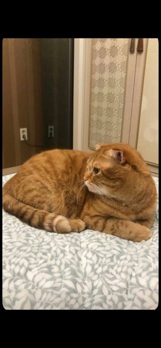 Mushuk 7.8 oylik ogilbola