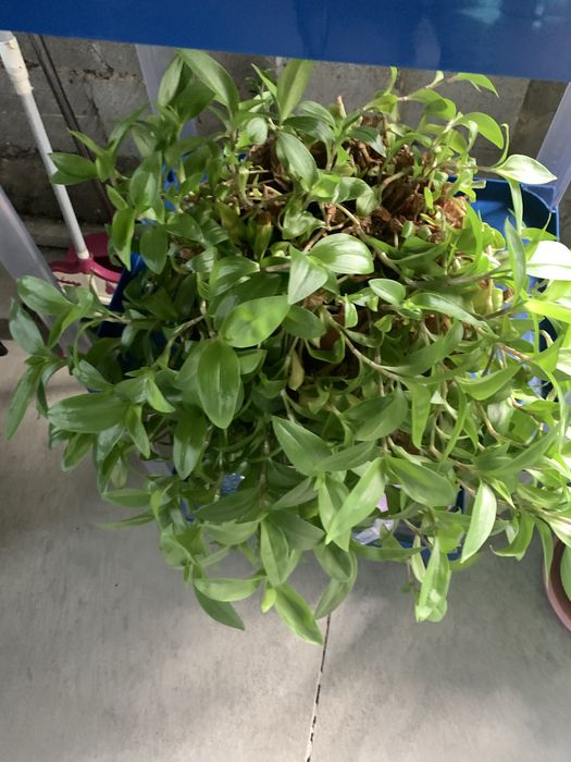 Продам срочно цветы,комнатные:
