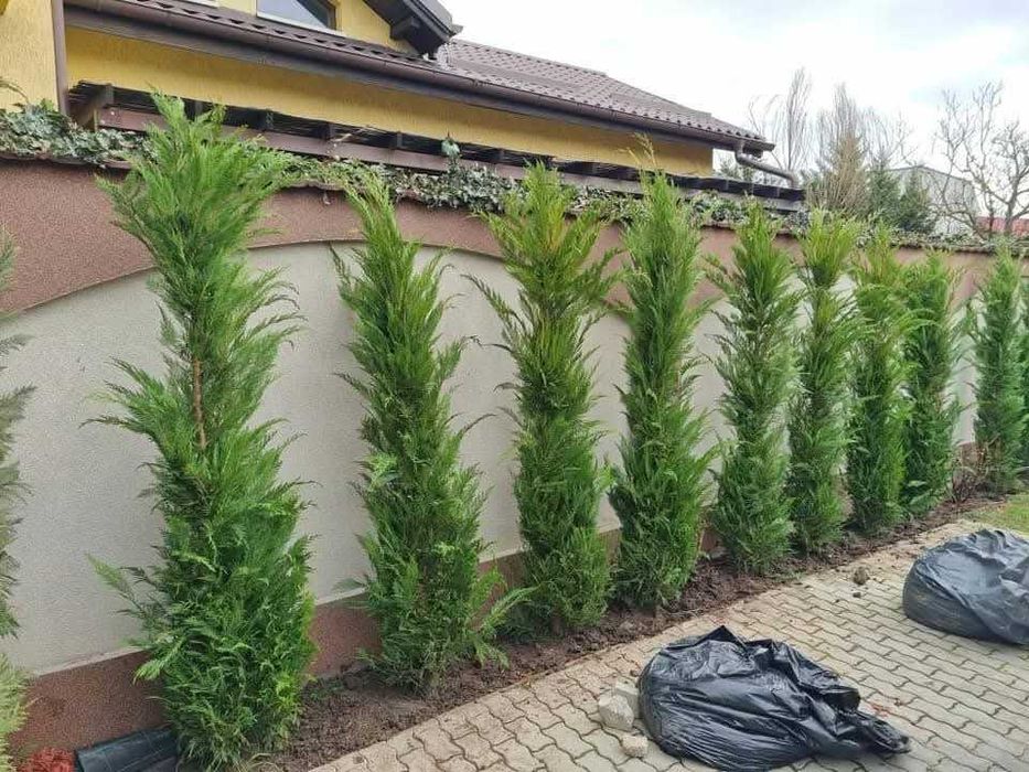 Oferă stil grădinii tale cu plantele noastre variate